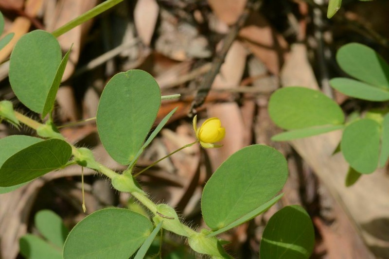 Roundleaf Sensitive Pea photo 6