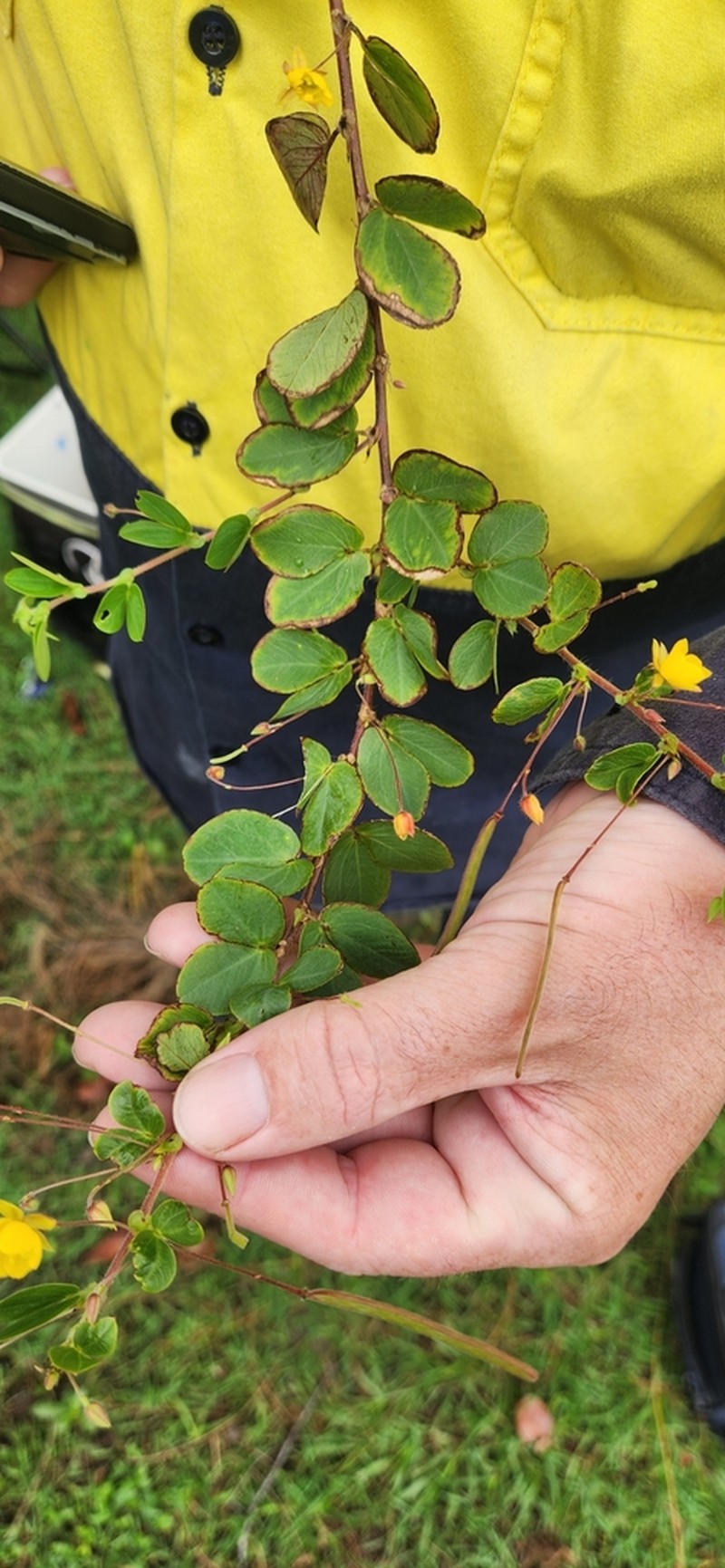 Roundleaf Sensitive Pea photo 7
