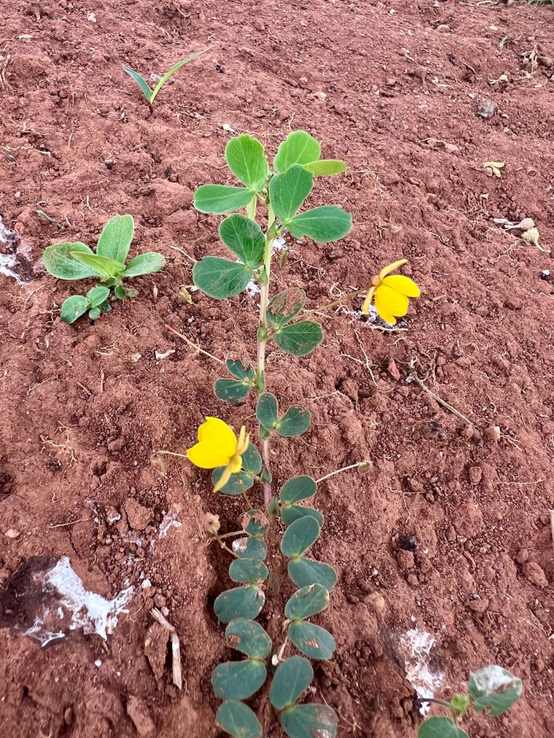 Roundleaf Sensitive Pea photo 8