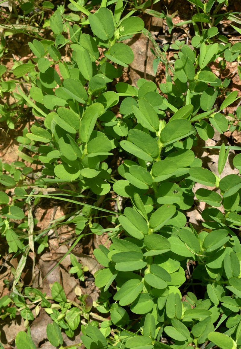Chamaecrista rotundifolia var. rotundifolia