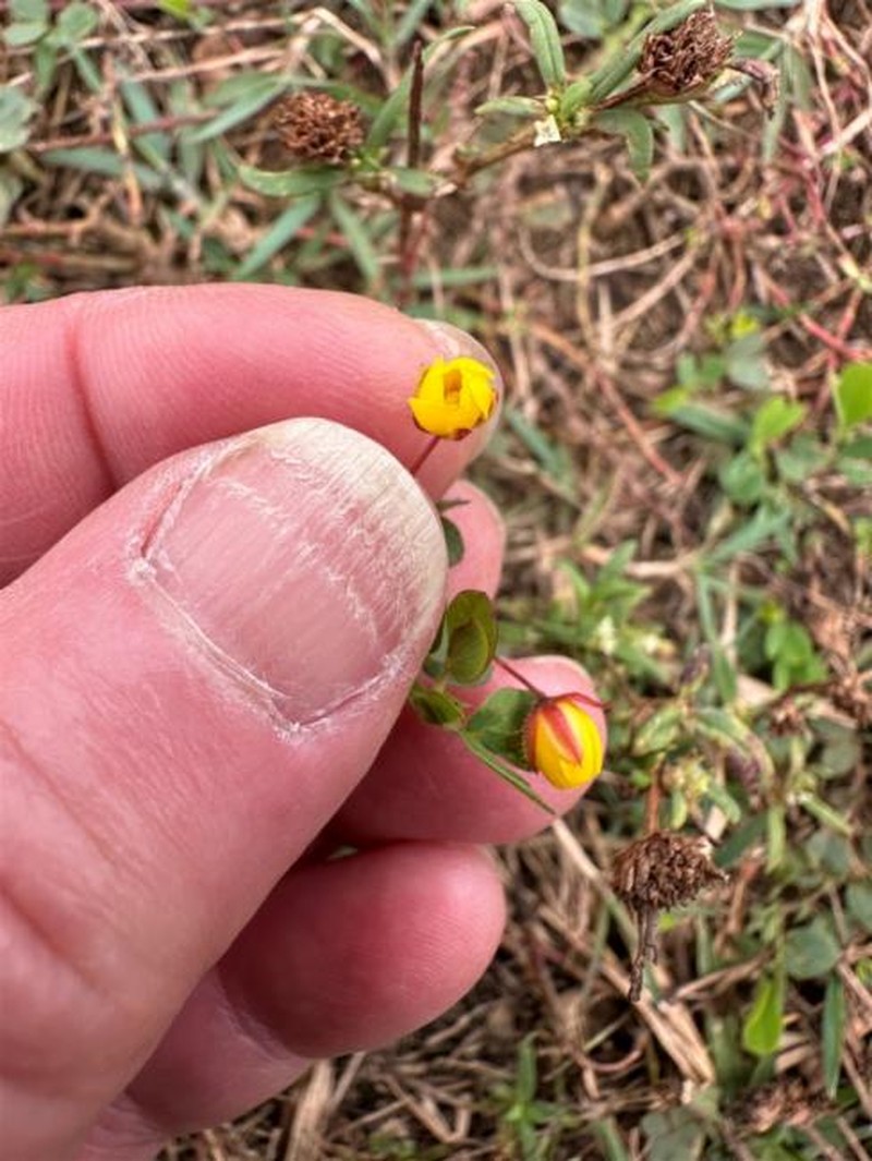 Chamaecrista rotundifolia var. rotundifolia photo 2