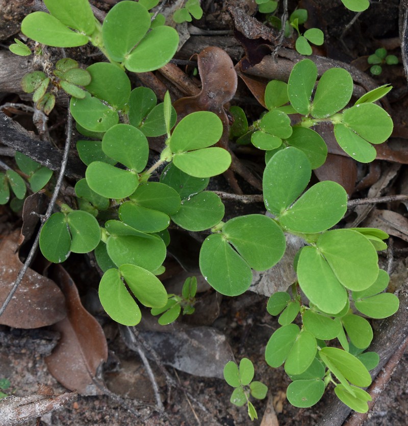 Chamaecrista rotundifolia var. rotundifolia photo 3