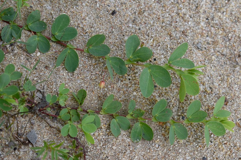 Chamaecrista rotundifolia var. rotundifolia photo 4