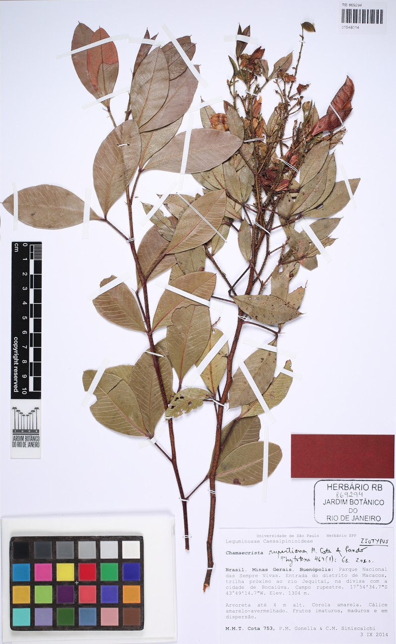 Chamaecrista rupertiana