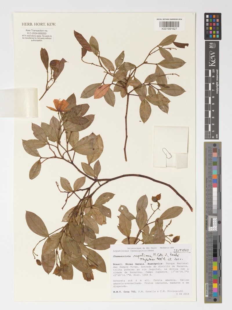 Chamaecrista rupertiana photo 2
