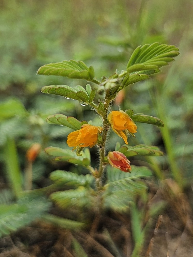 Slender Sensitive Pea photo 5