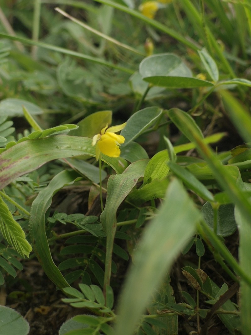 Slender Sensitive Pea photo 7