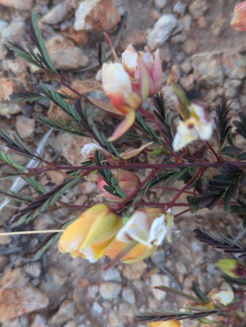 Slender Sensitive Pea photo 8