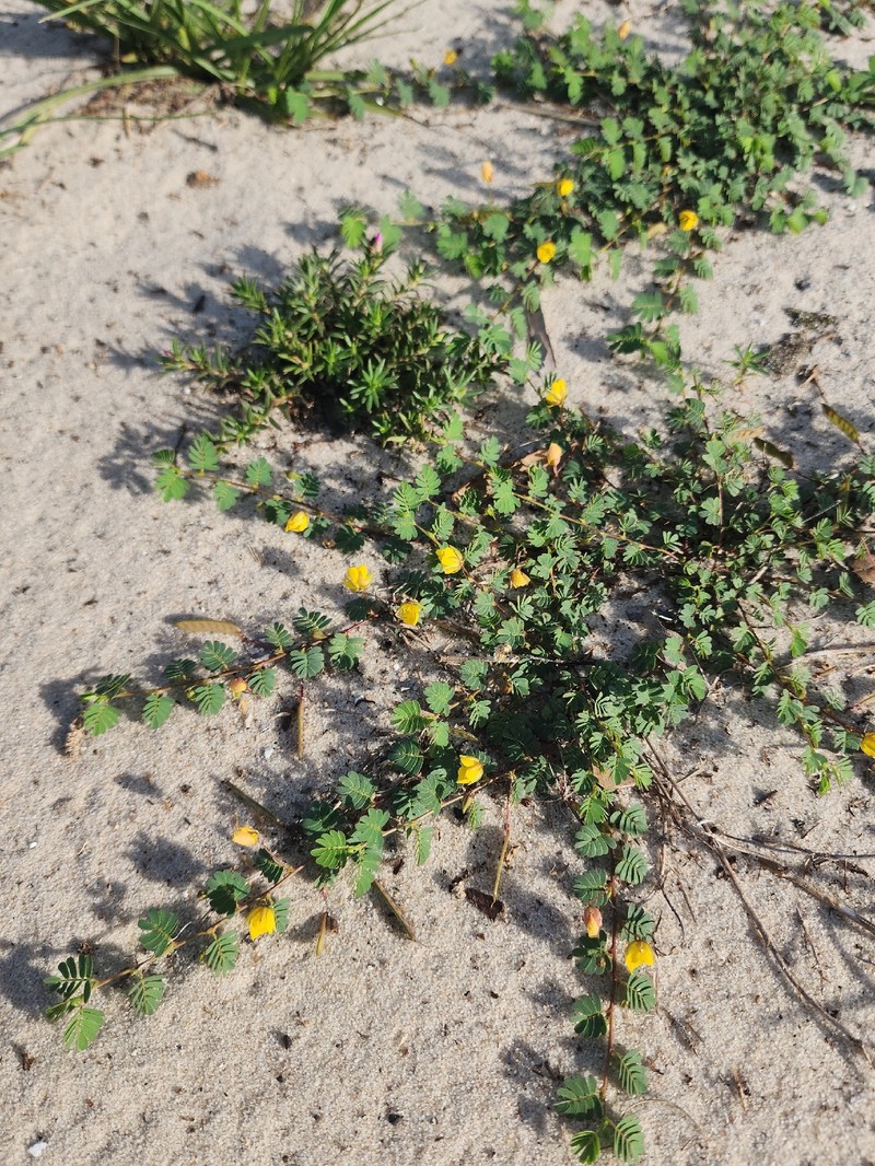 Chamaecrista serpens var. serpens