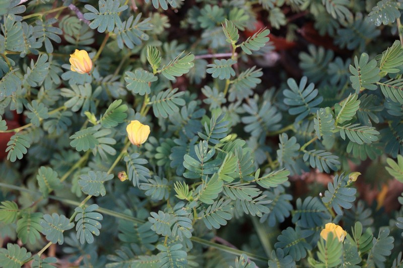Chamaecrista serpens var. serpens photo 2
