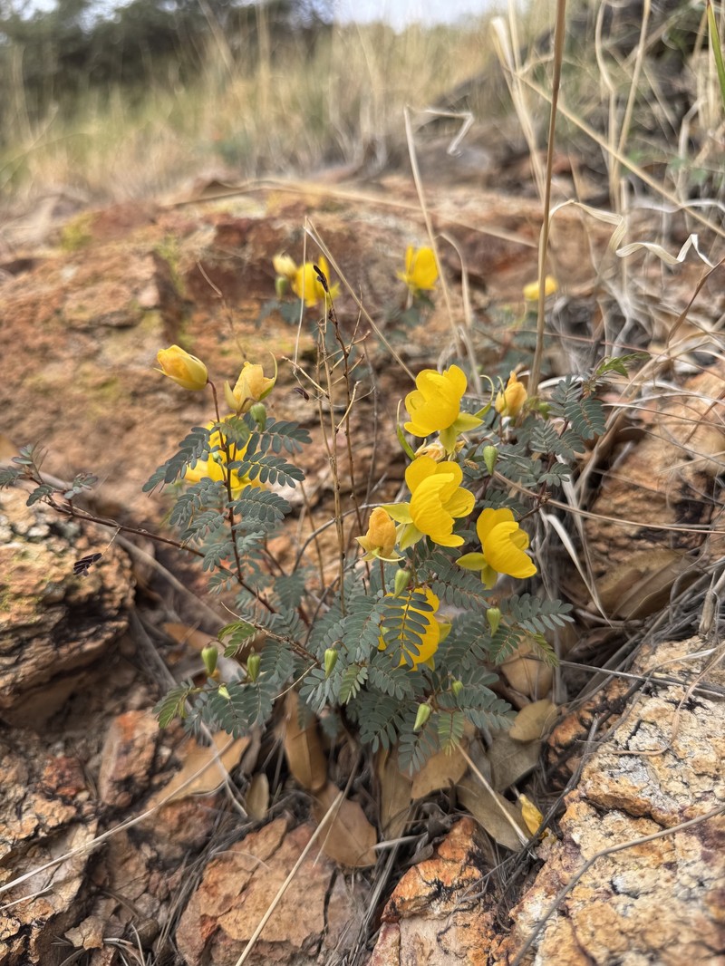 Chamaecrista serpens var. wrightii