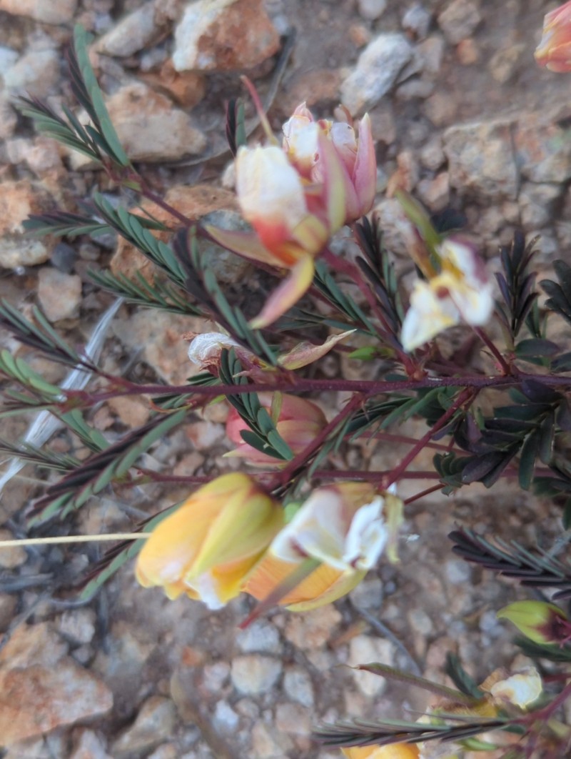 Chamaecrista serpens var. wrightii photo 2
