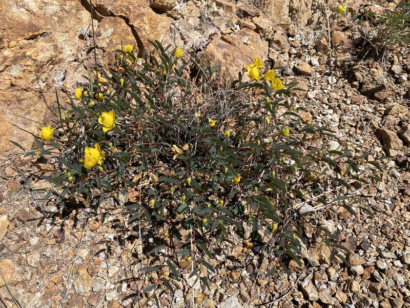 Chamaecrista serpens var. wrightii photo 3