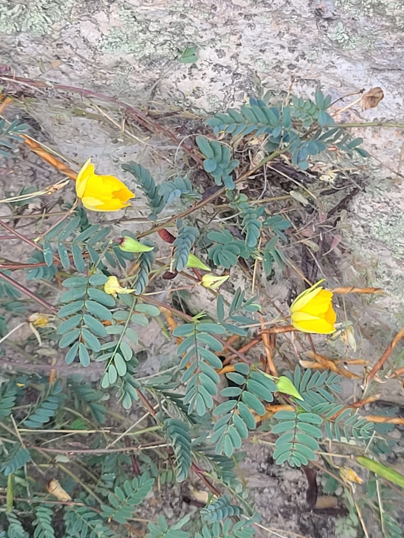 Chamaecrista serpens var. wrightii photo 4