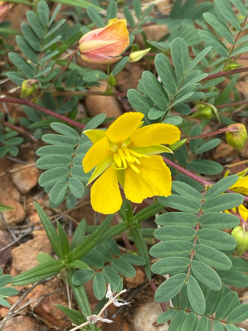 Chamaecrista serpens var. wrightii photo 5