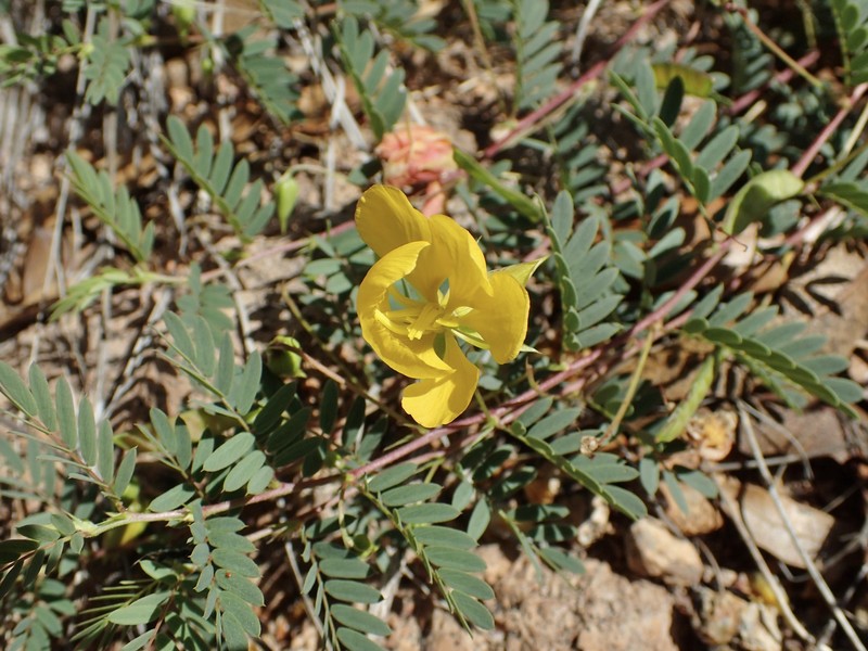 Chamaecrista serpens var. wrightii photo 6