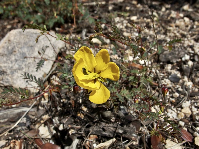 Chamaecrista serpens var. wrightii photo 7