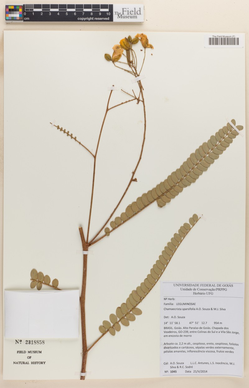 Chamaecrista sparsifolia