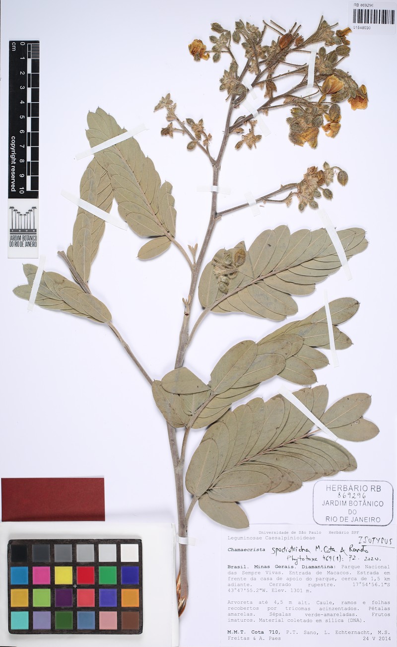 Chamaecrista spodiotricha