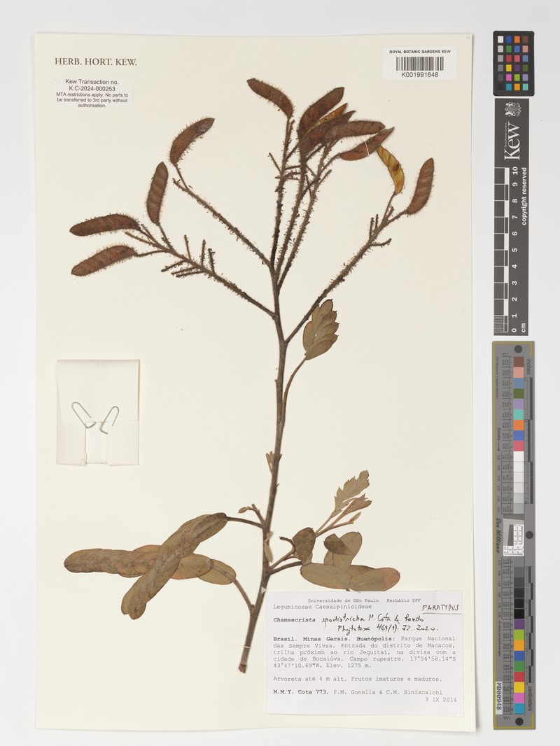 Chamaecrista spodiotricha photo 2