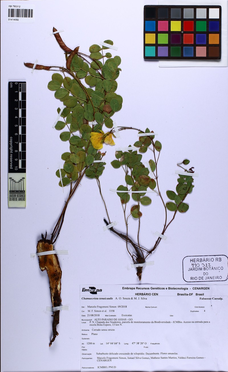 Chamaecrista tenuicaulis