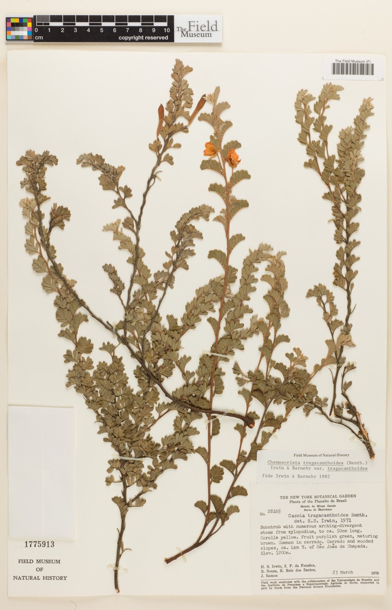 Chamaecrista tragacanthoides var. tragacanthoides