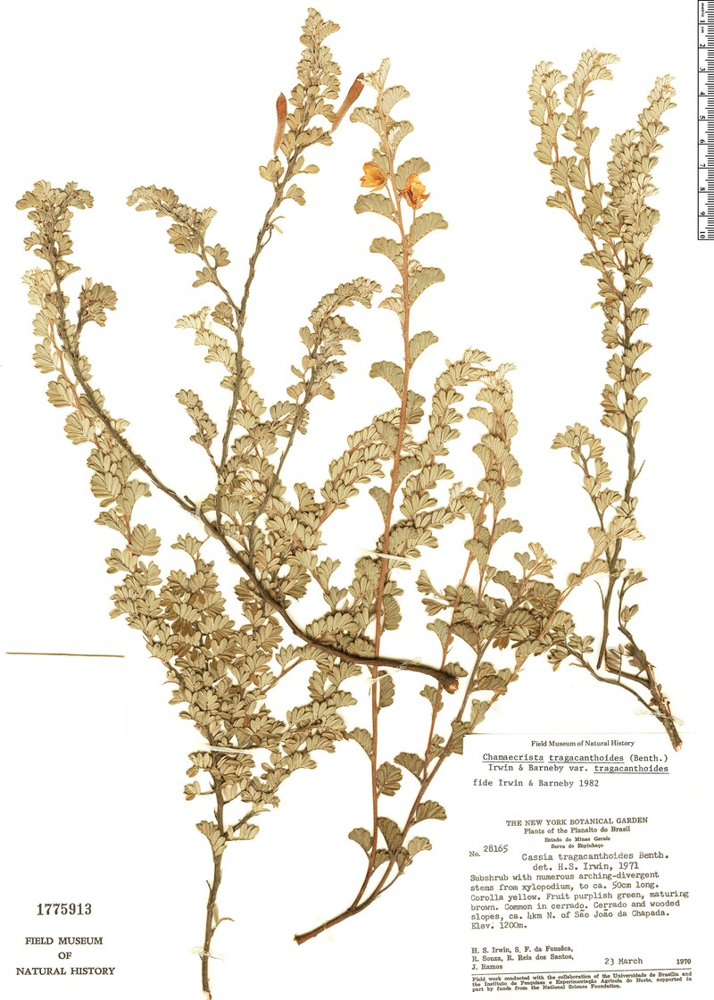 Chamaecrista tragacanthoides var. tragacanthoides photo 2