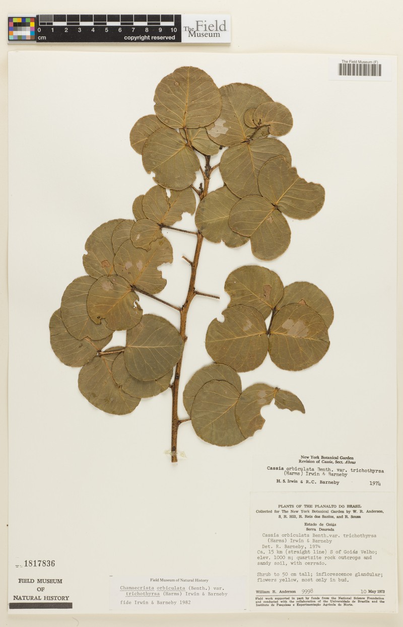 Chamaecrista trichothyrsus