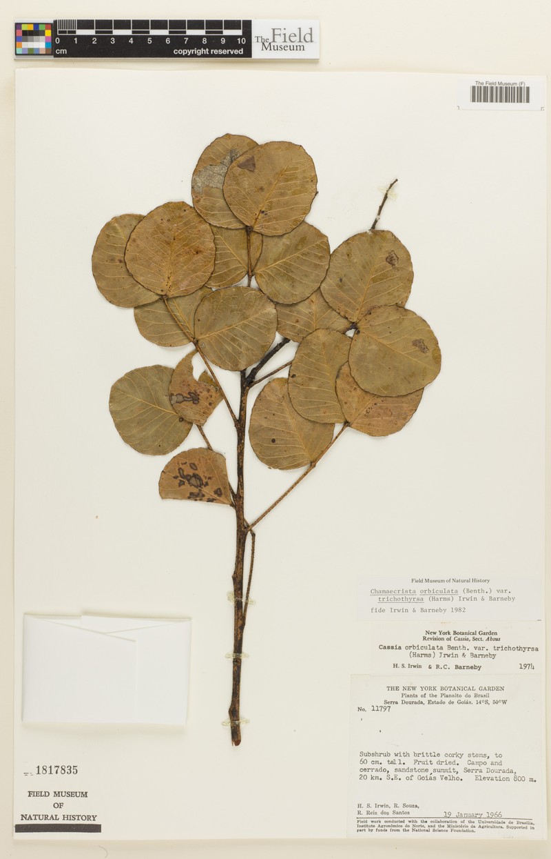 Chamaecrista trichothyrsus photo 2