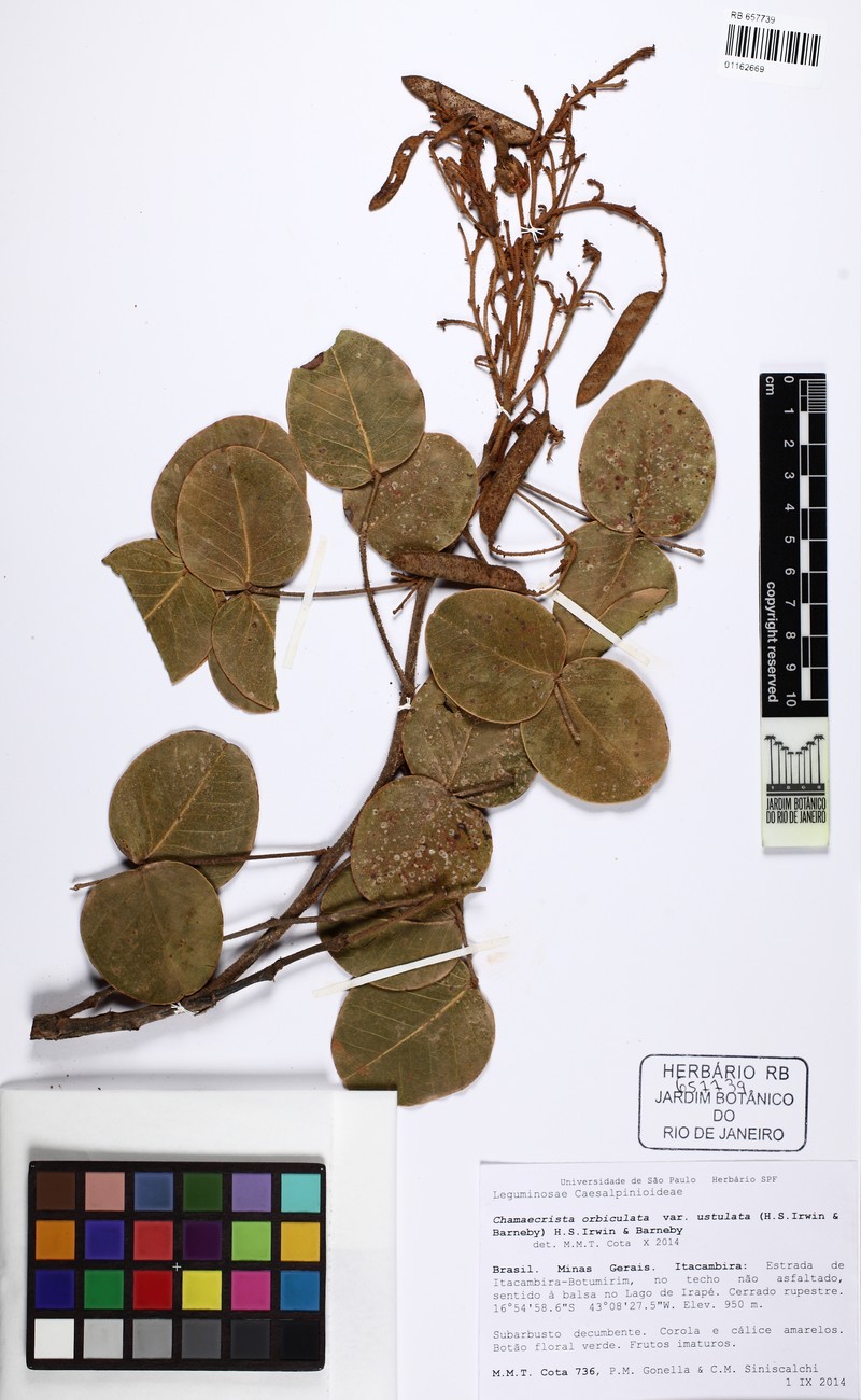 Chamaecrista ustulata