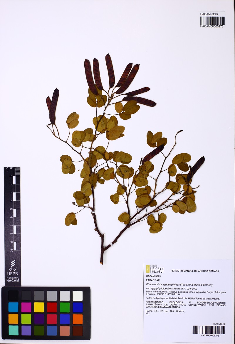 Chamaecrista zygophylloides var. zygophylloides