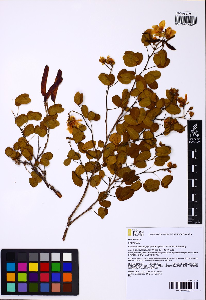 Chamaecrista zygophylloides var. zygophylloides photo 2