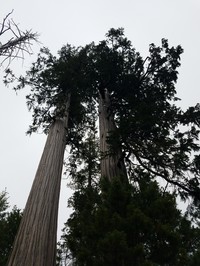 Port Orford Cedar