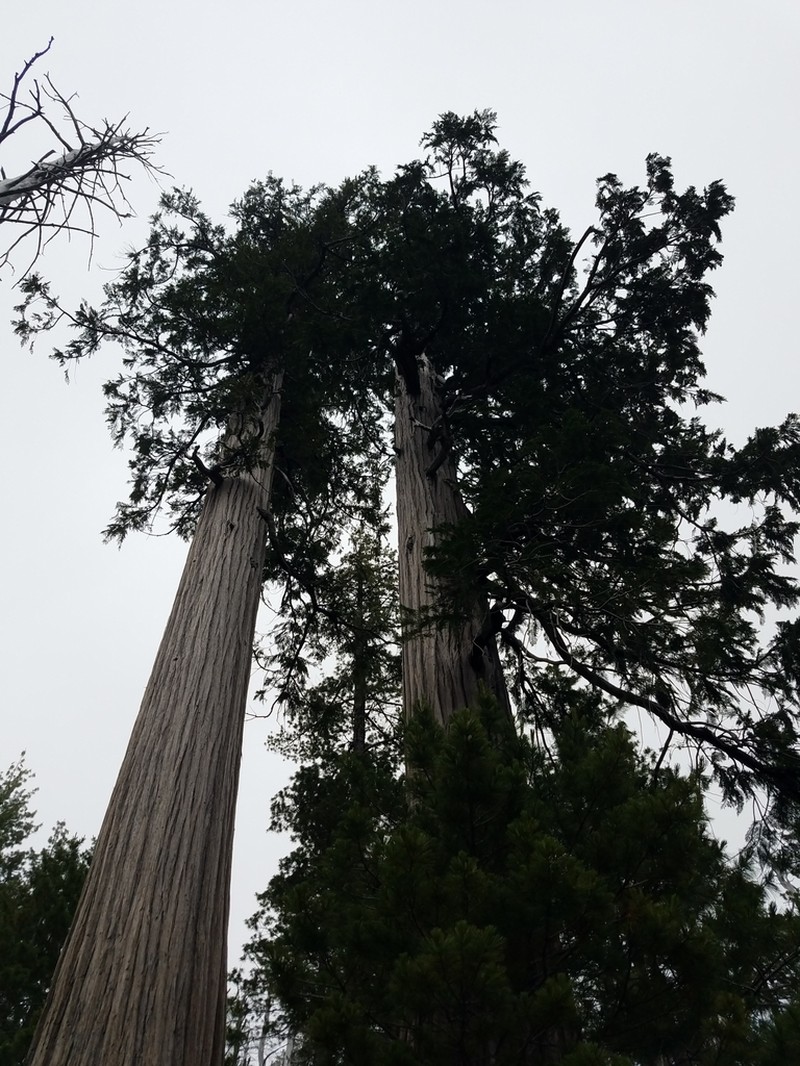 Port Orford Cedar