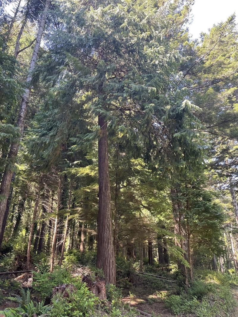 Port Orford Cedar photo 2