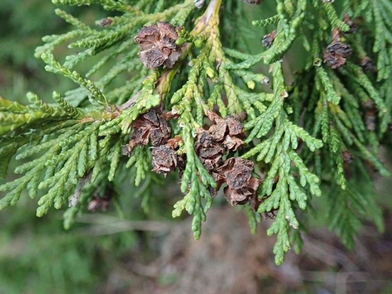 Port Orford Cedar photo 3