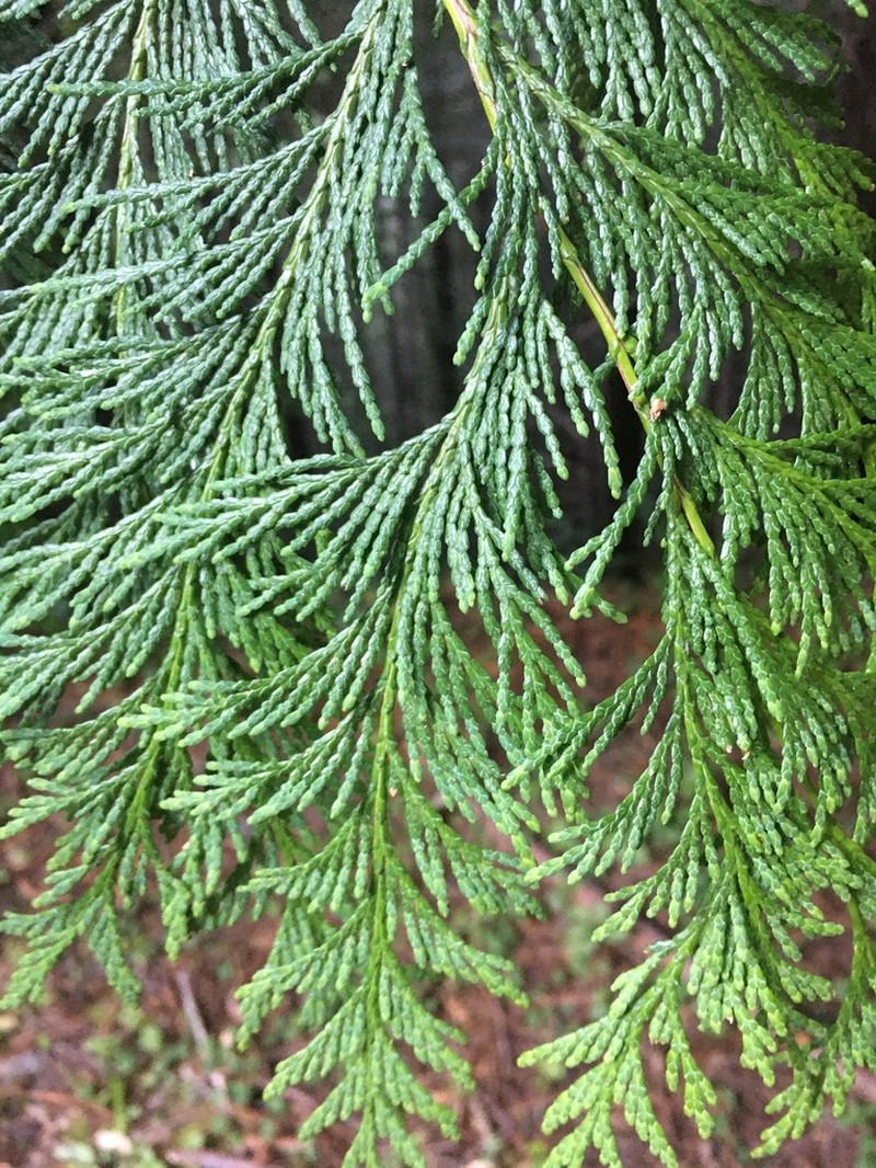 Port Orford Cedar photo 5