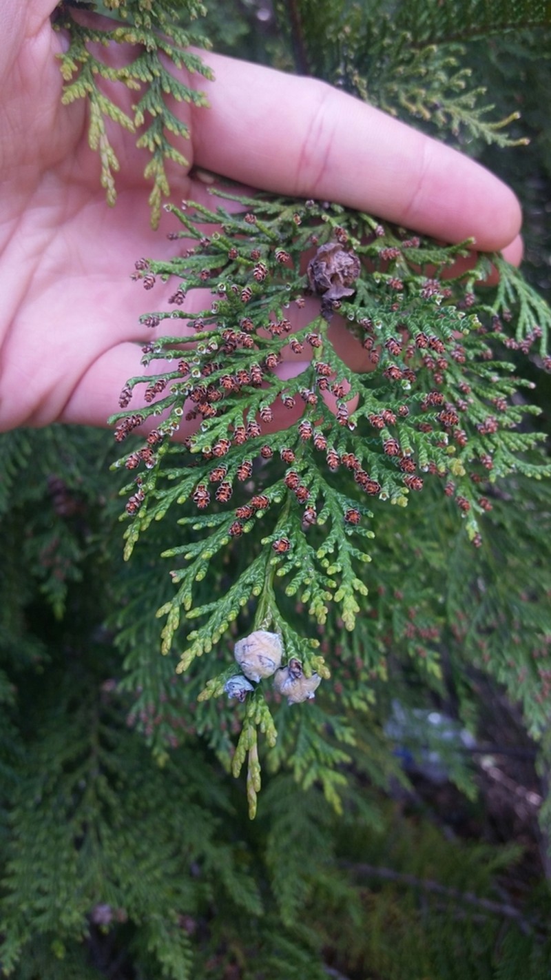 Port Orford Cedar photo 6