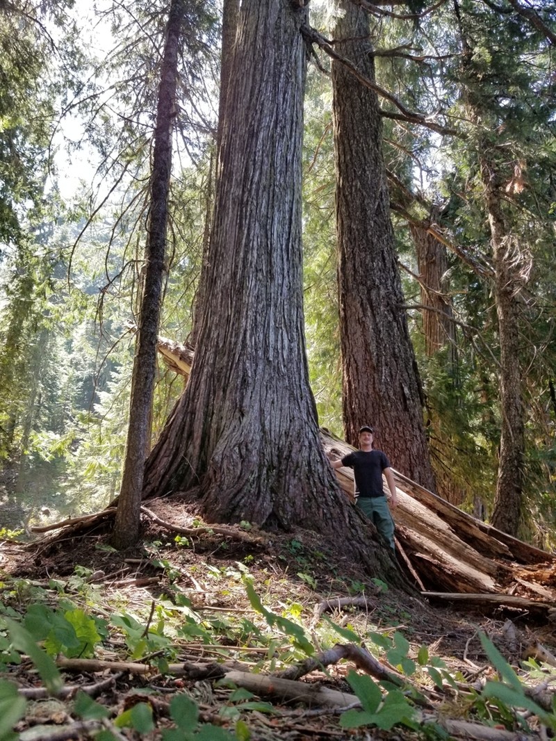 Port Orford Cedar photo 7