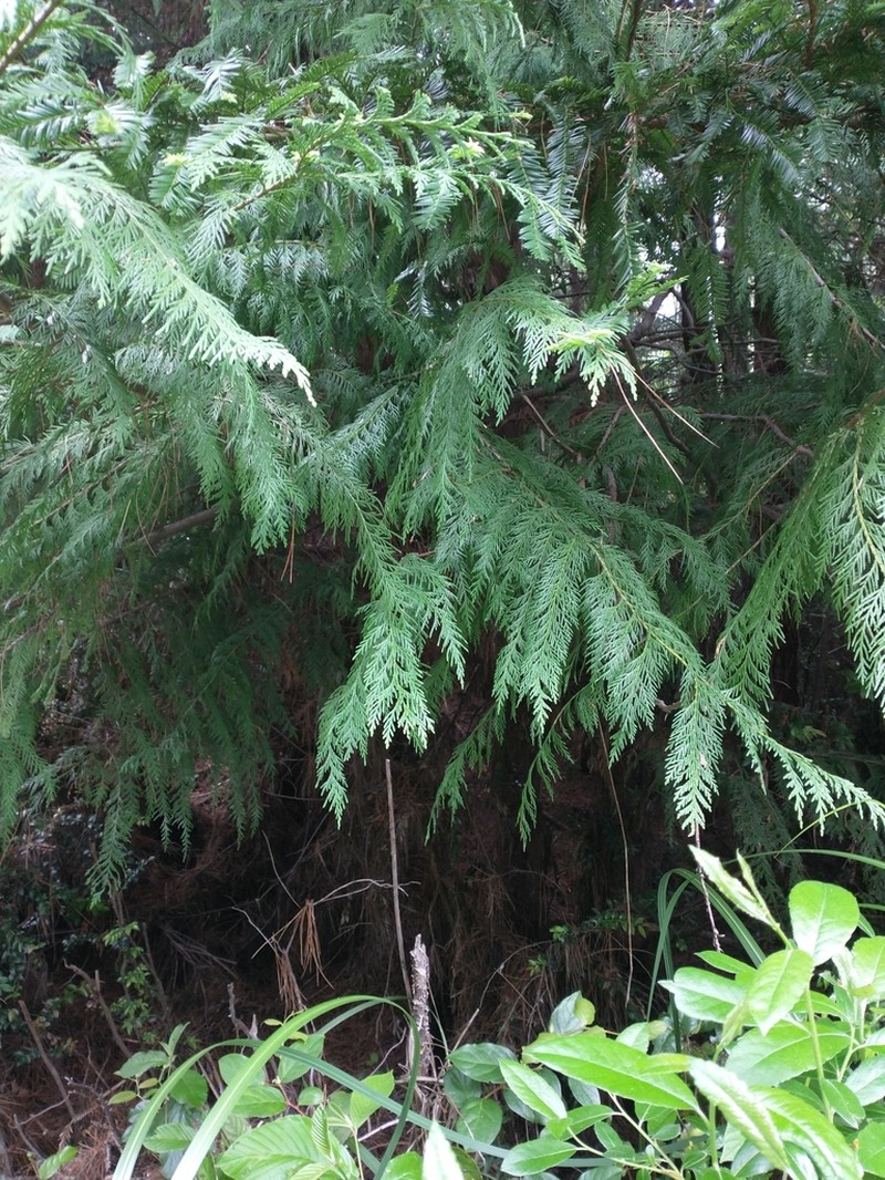 Port Orford Cedar photo 8