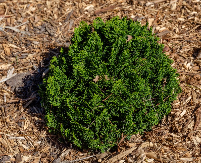 Hinoki False Cypress