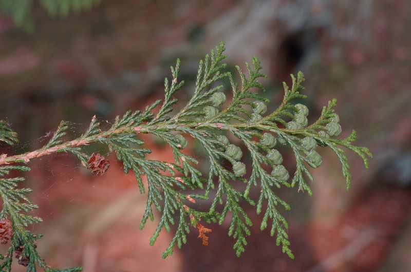 Sawara-Cypress photo 2