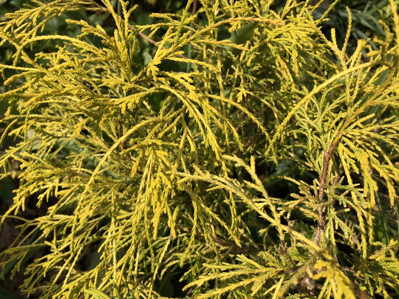 Sawara-Cypress photo 3