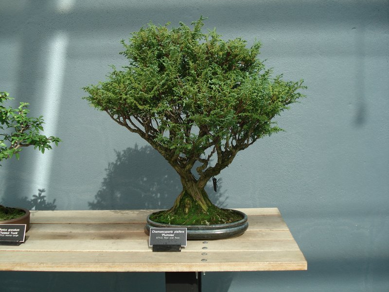 Sawara-Cypress photo 4