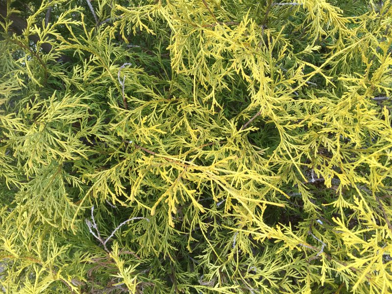 Sawara-Cypress photo 5