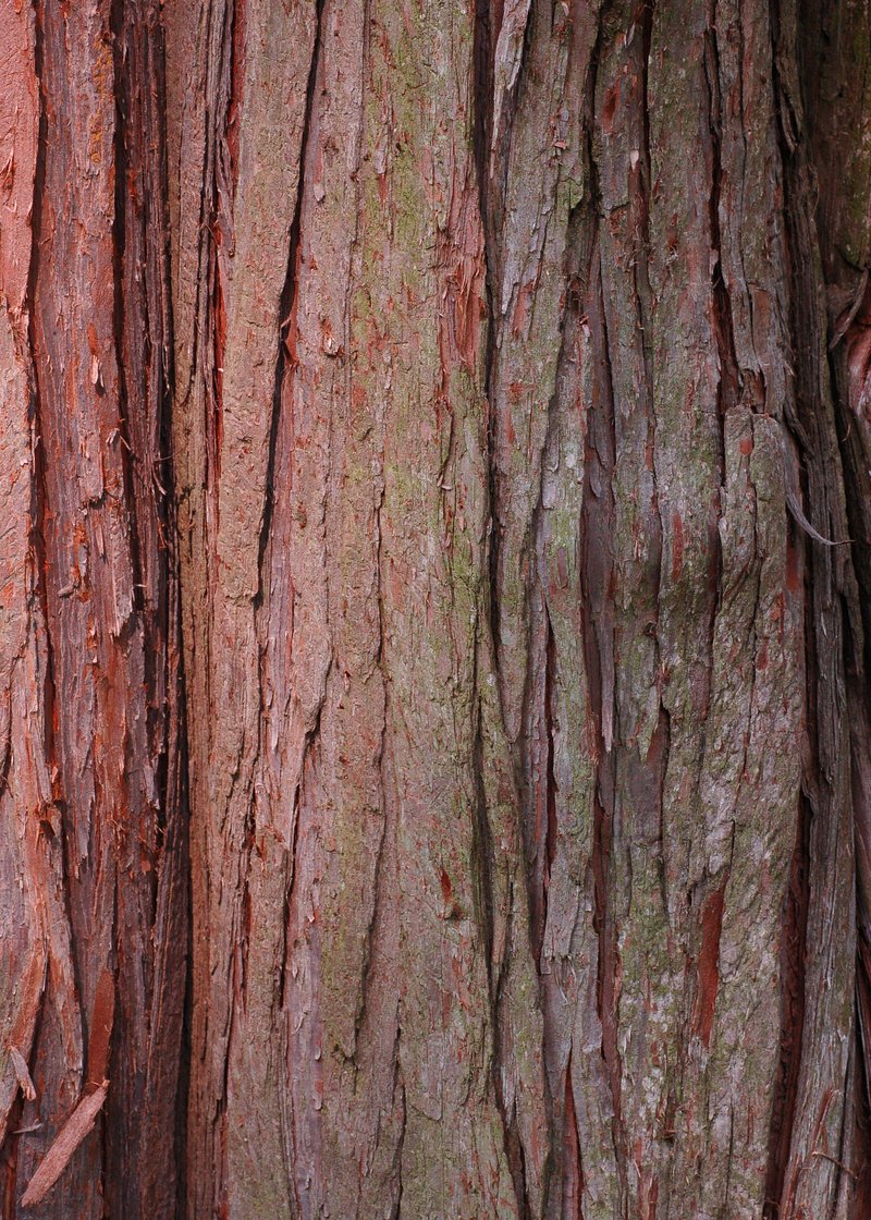 Sawara-Cypress photo 7