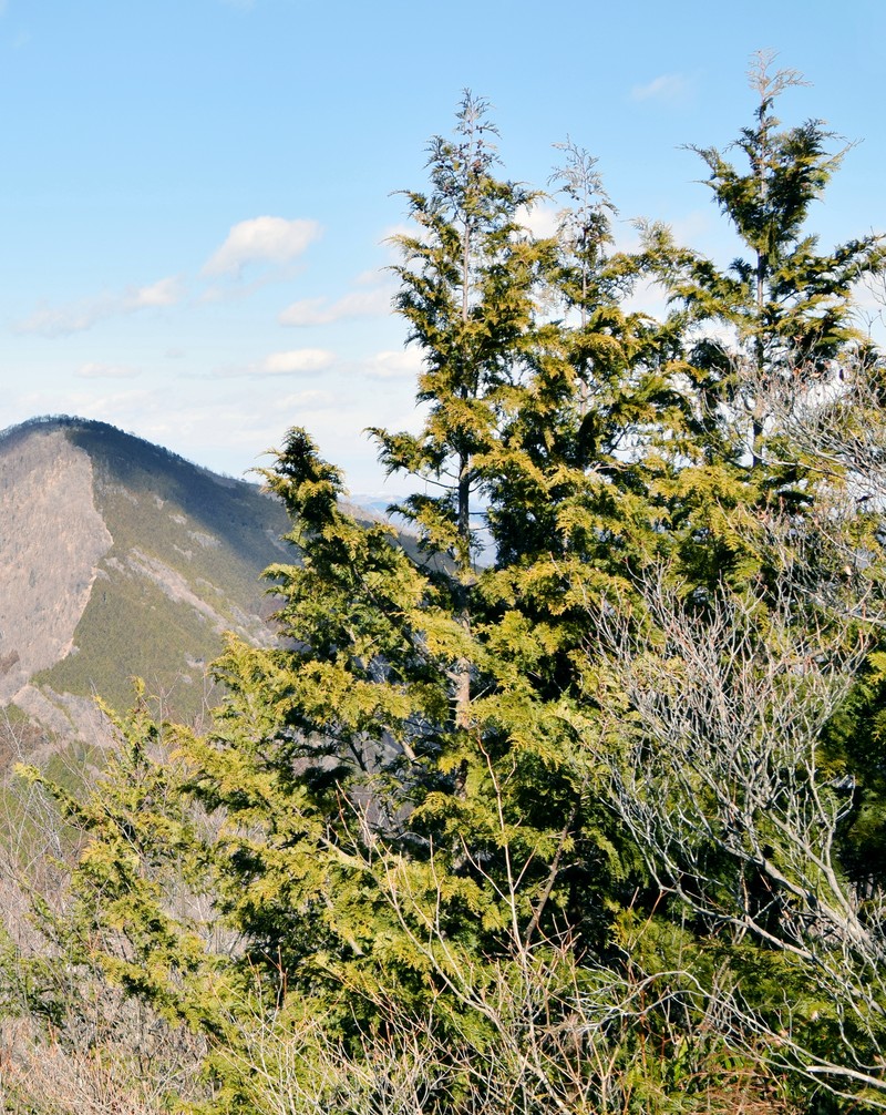 Sawara-Cypress