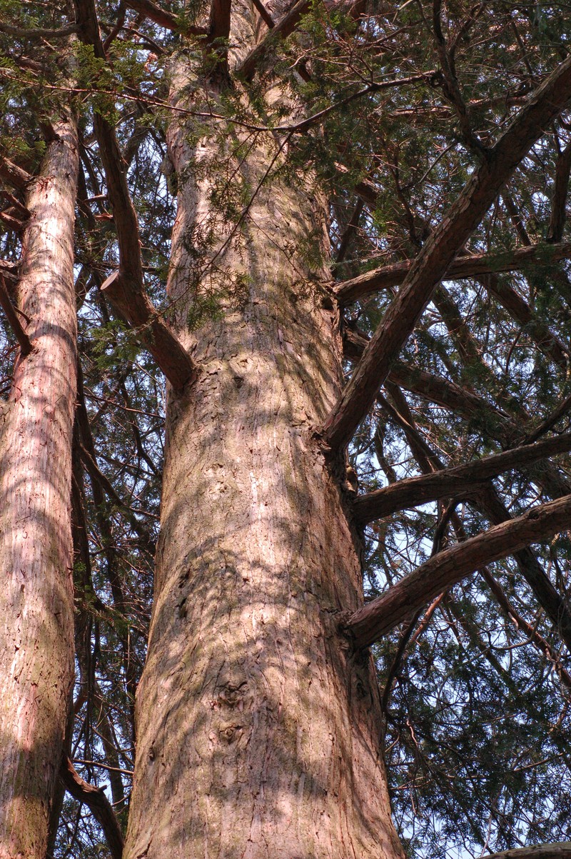 Sawara-Cypress photo 8