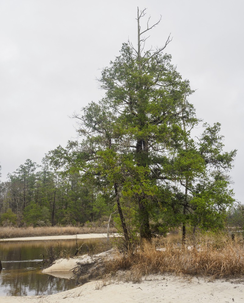 Atlantic White Cedar