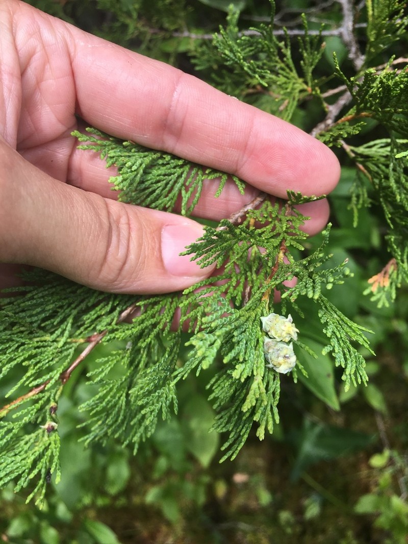 Atlantic White Cedar photo 2